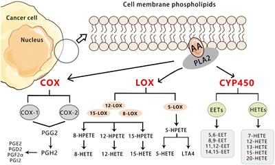 The deregulation of arachidonic acid metabolism in ovarian cancer